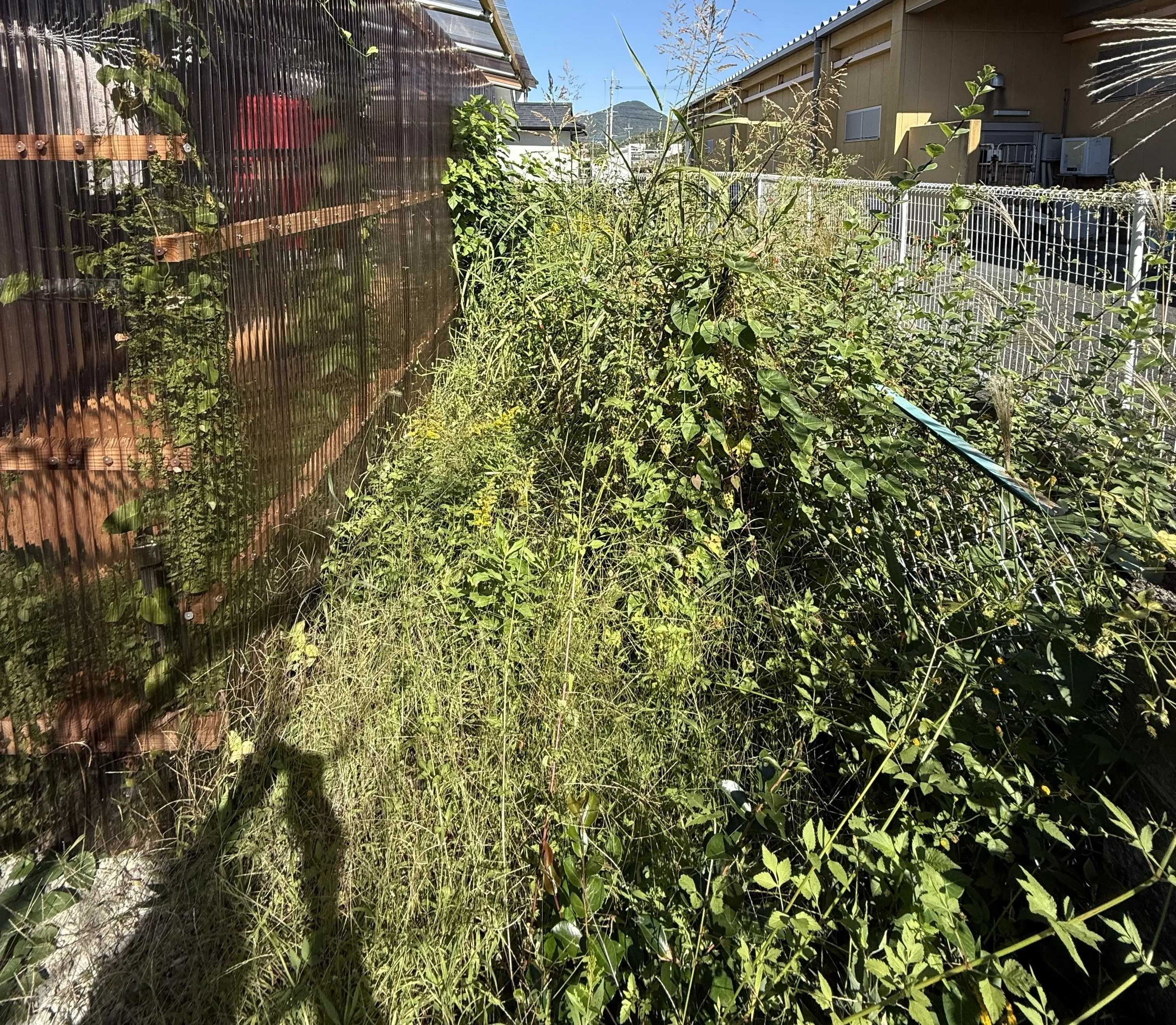 山猫美掃舎 上益城郡御船町 草刈り作業前