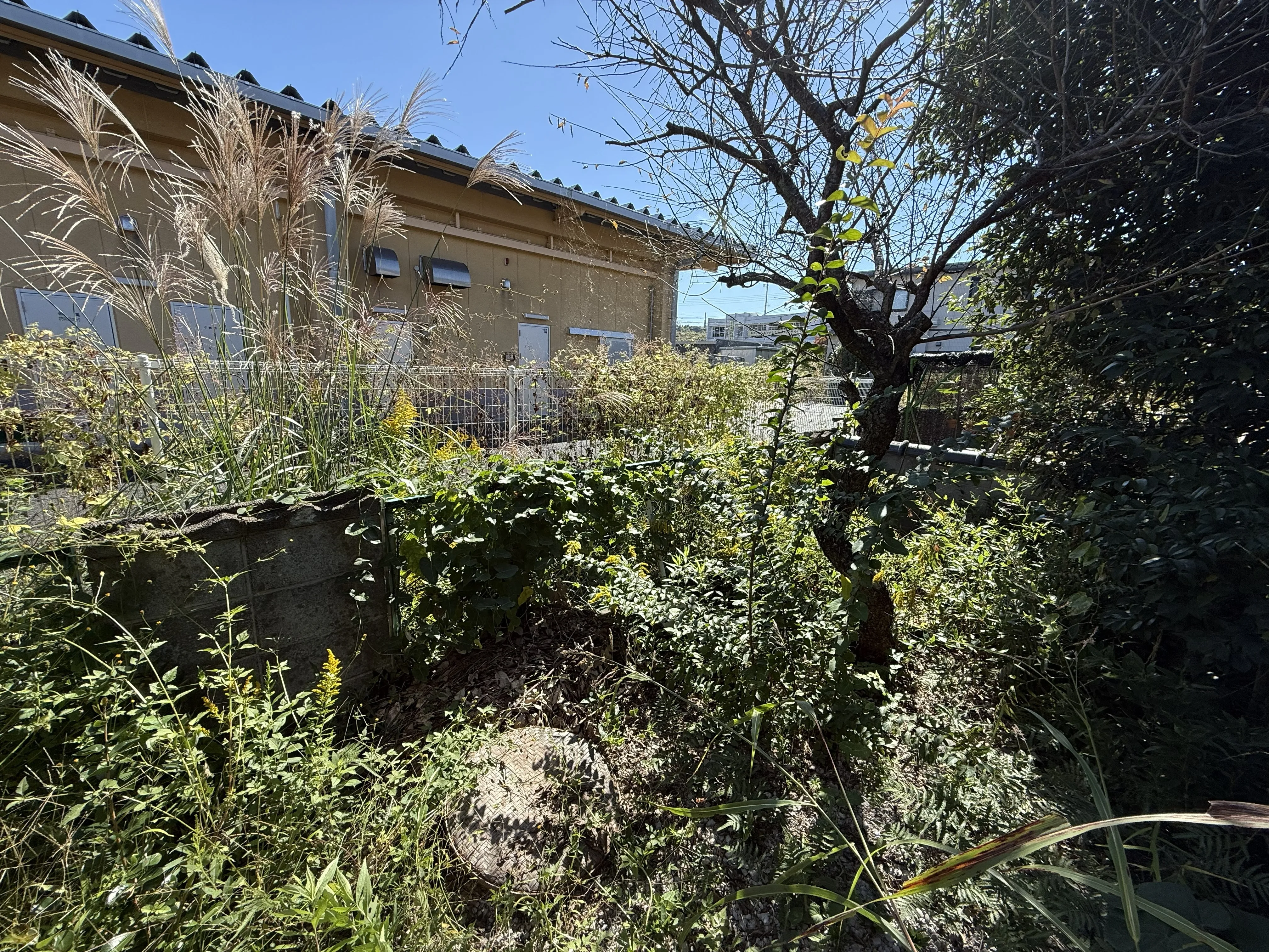 山猫美掃舎 上益城郡御船町 草刈り作業前