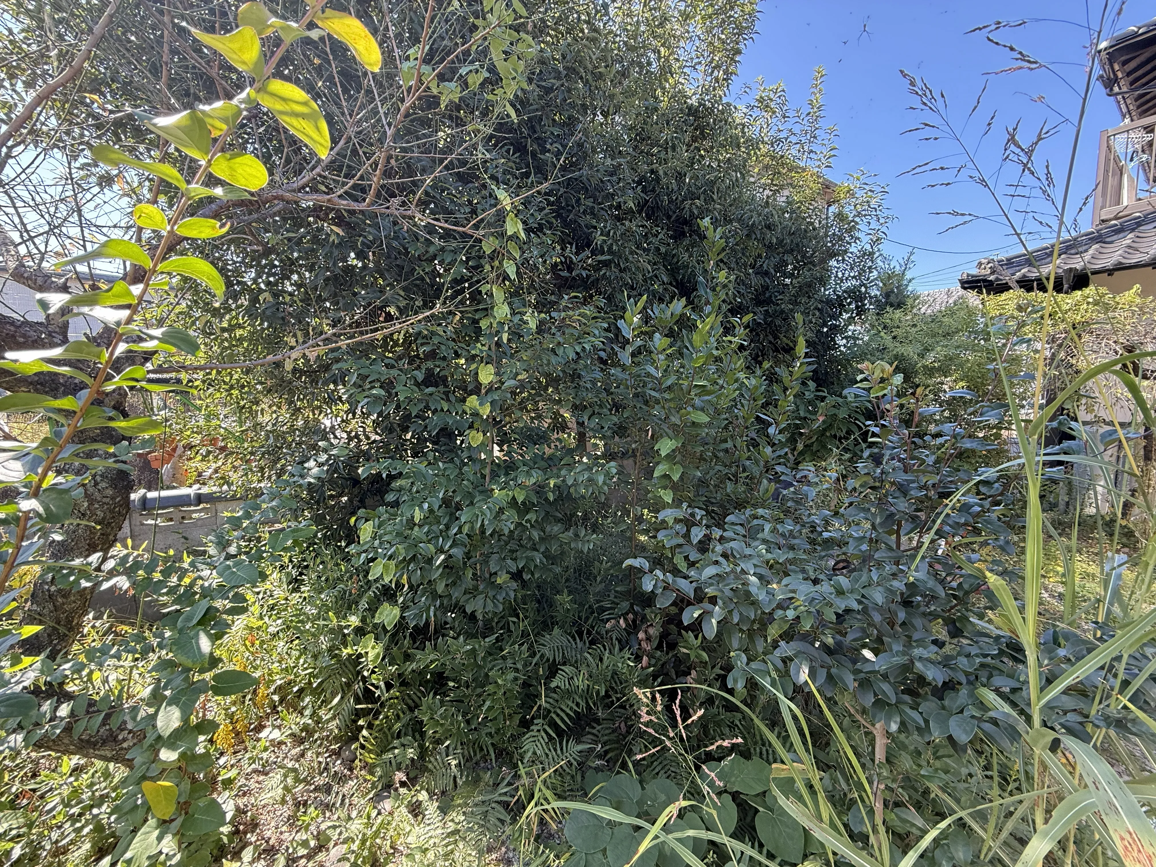 山猫美掃舎 上益城郡御船町 草刈り作業前