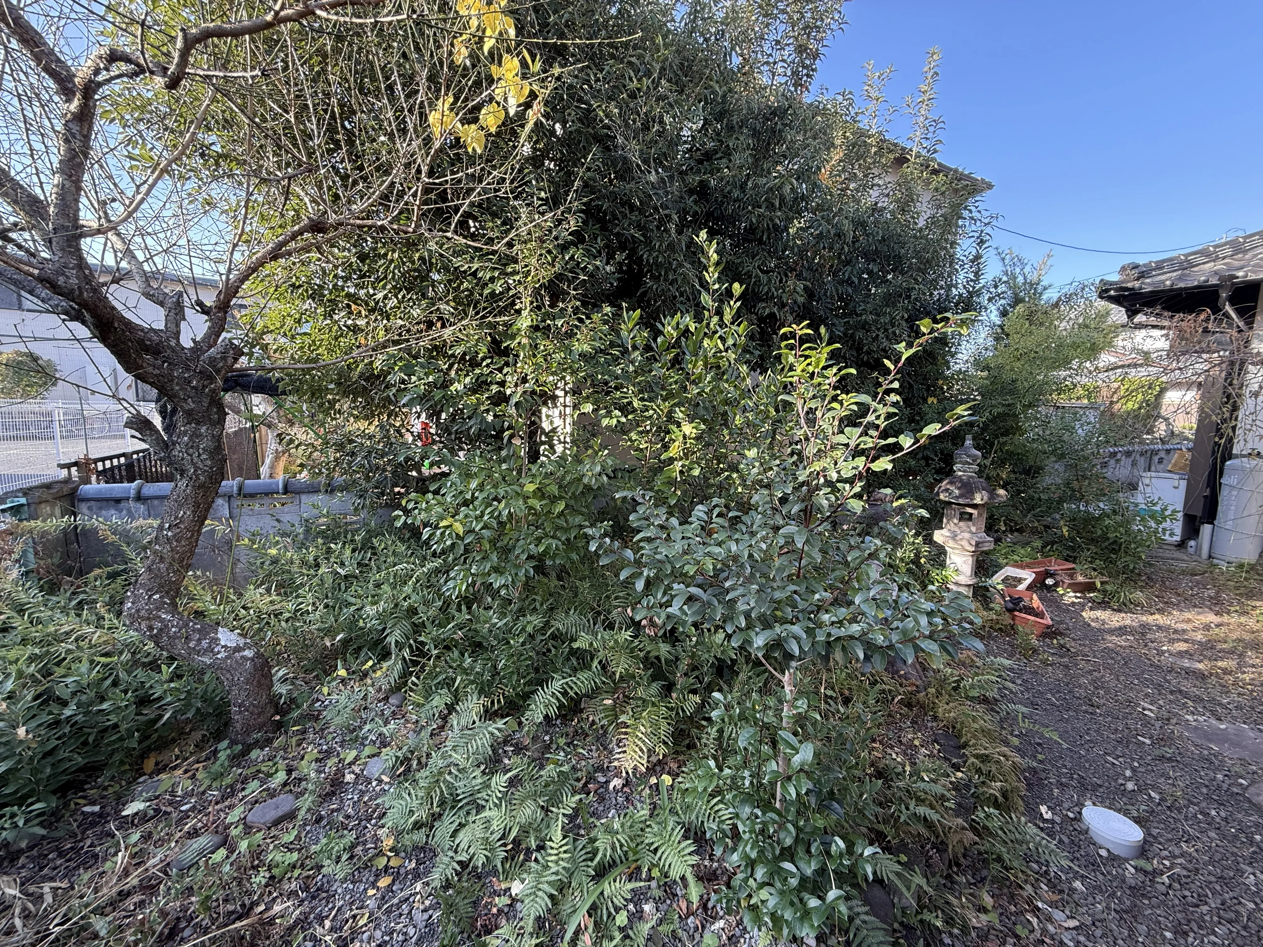 山猫美掃舎 上益城郡御船町 草刈り作業前